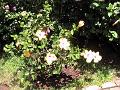 21a - Jardin Tropical 019